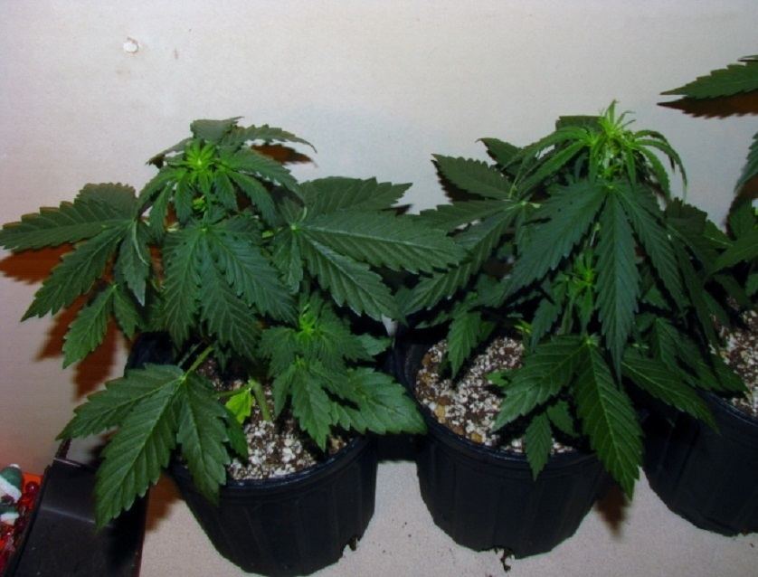 Trans Siberian twins