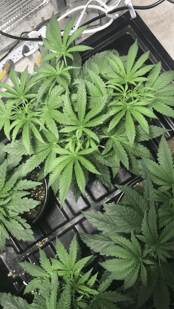 Transitioning nutes when switching to flower advice