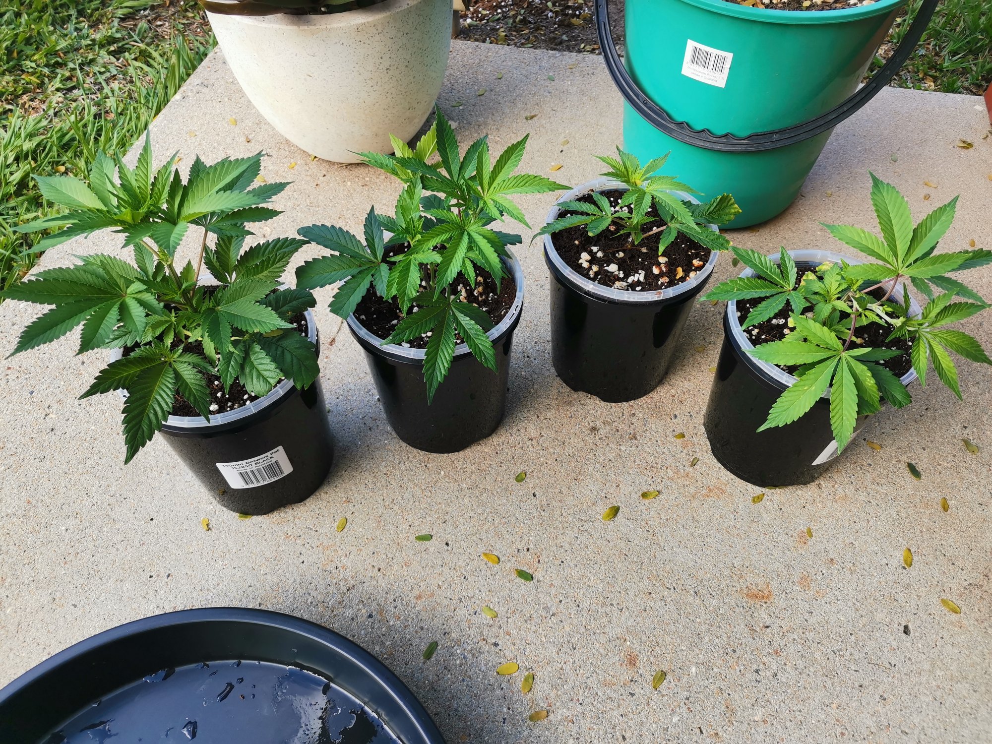 Transitioning plants in coco to outdoors 2