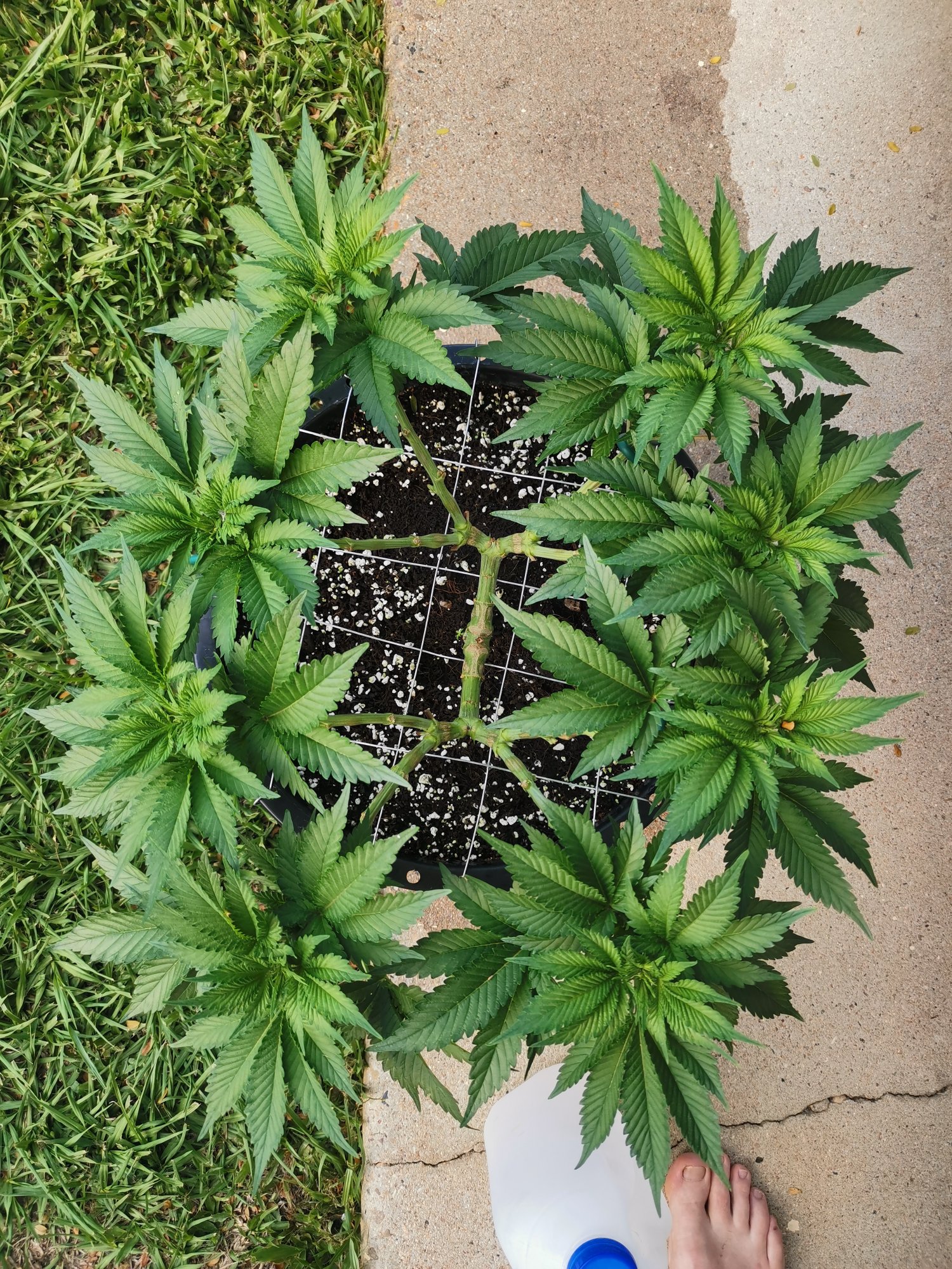 Transitioning plants in coco to outdoors