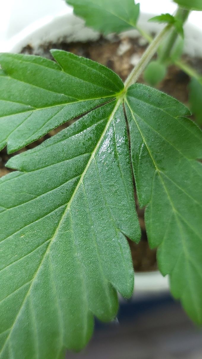 Transparent oil spots on leaves