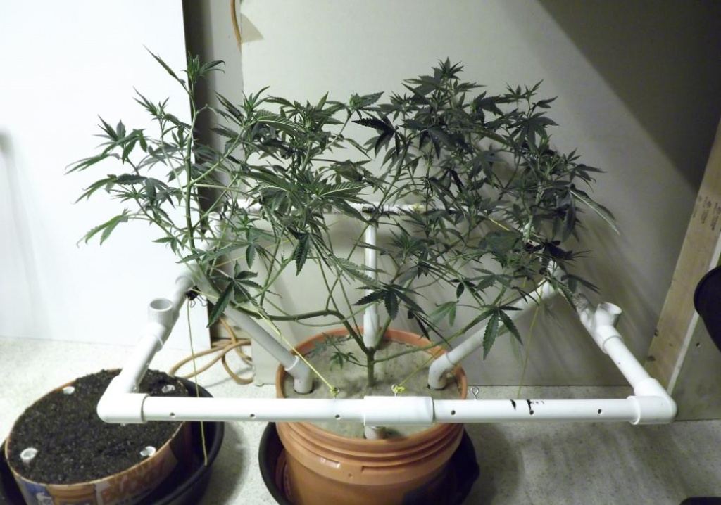 Transplant 00