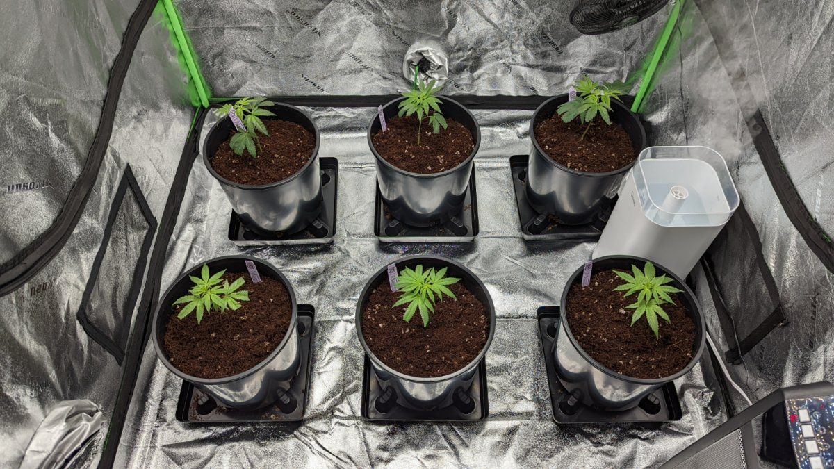 Transplant day 1