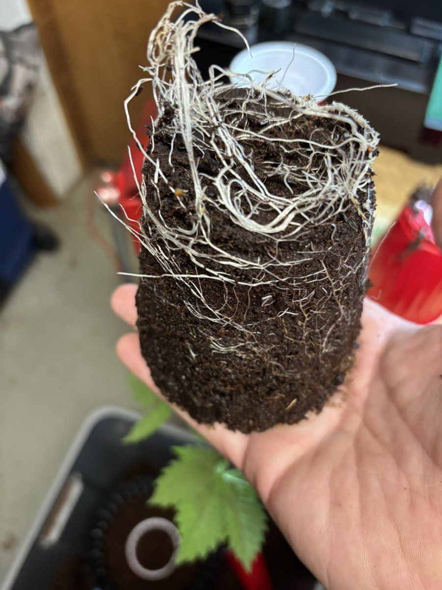 Transplant day roots