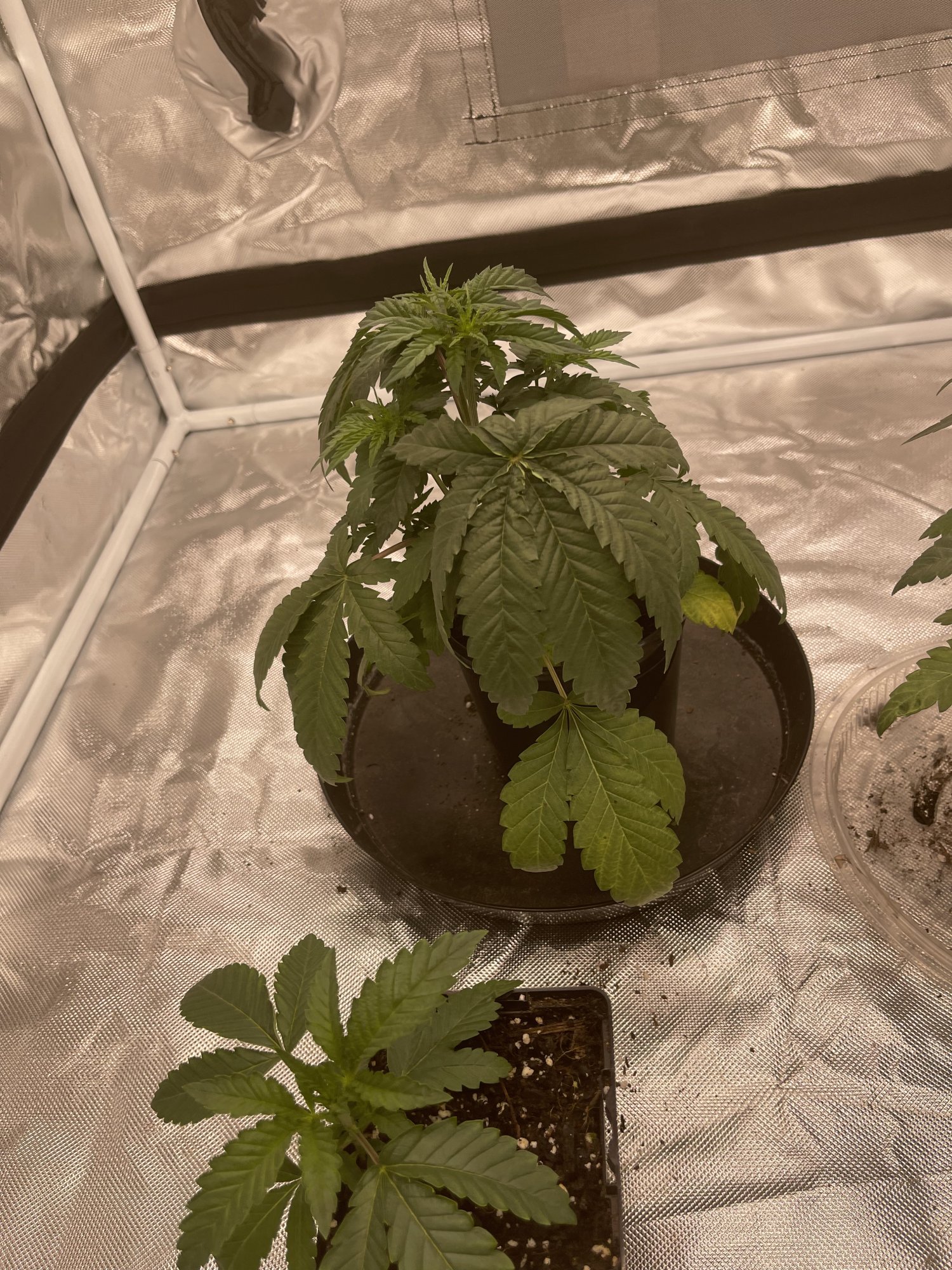 Transplant help with 3 week old plants