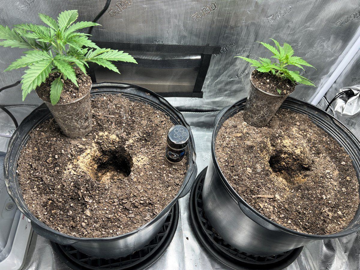 Transplant