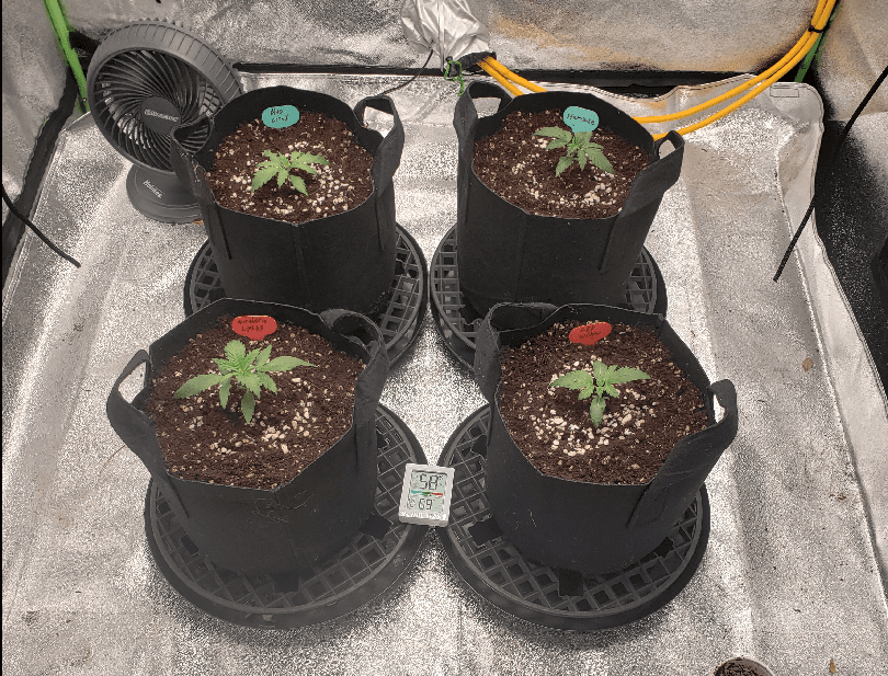 Transplant