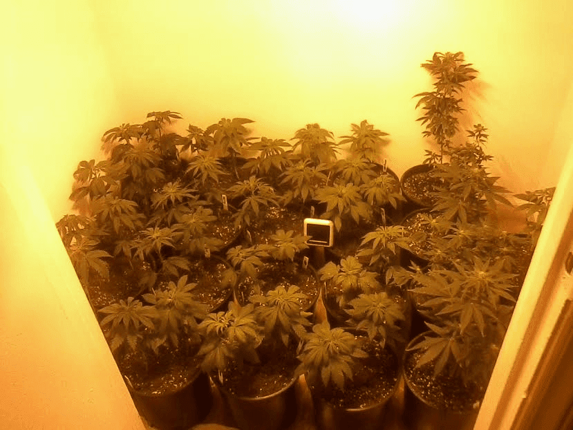 Transplant122HPS12s