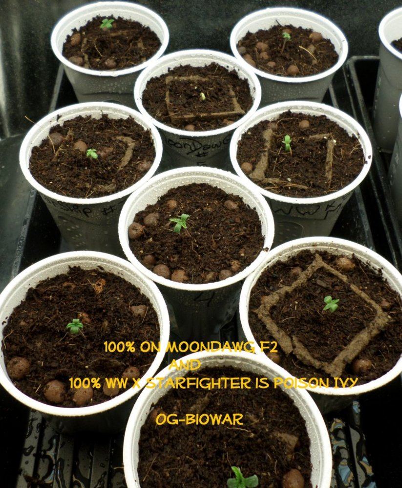 Transplant7 8 14a