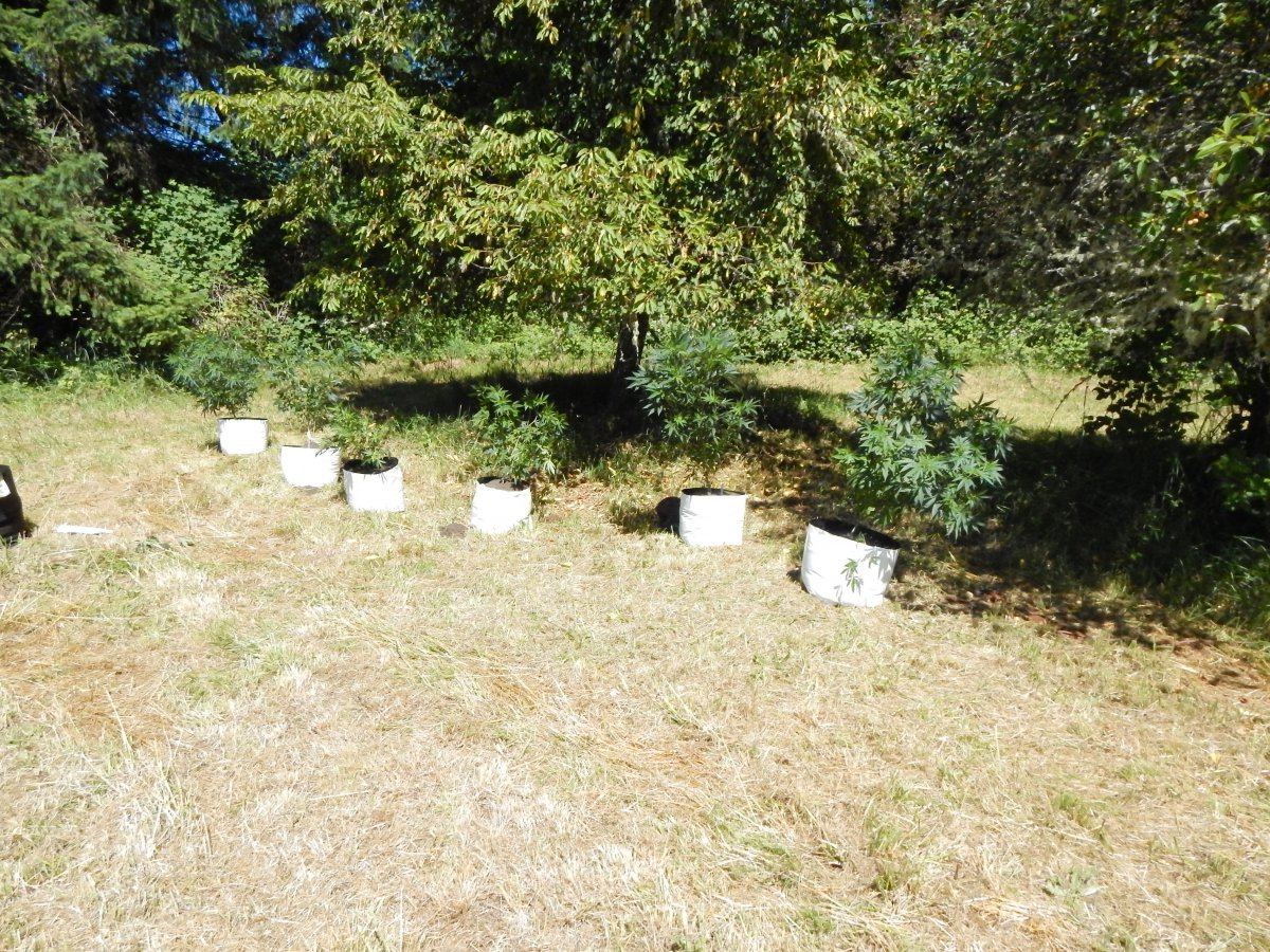 Transplanted 001