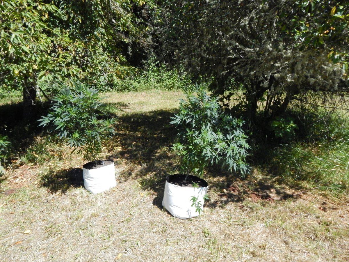 Transplanted 002