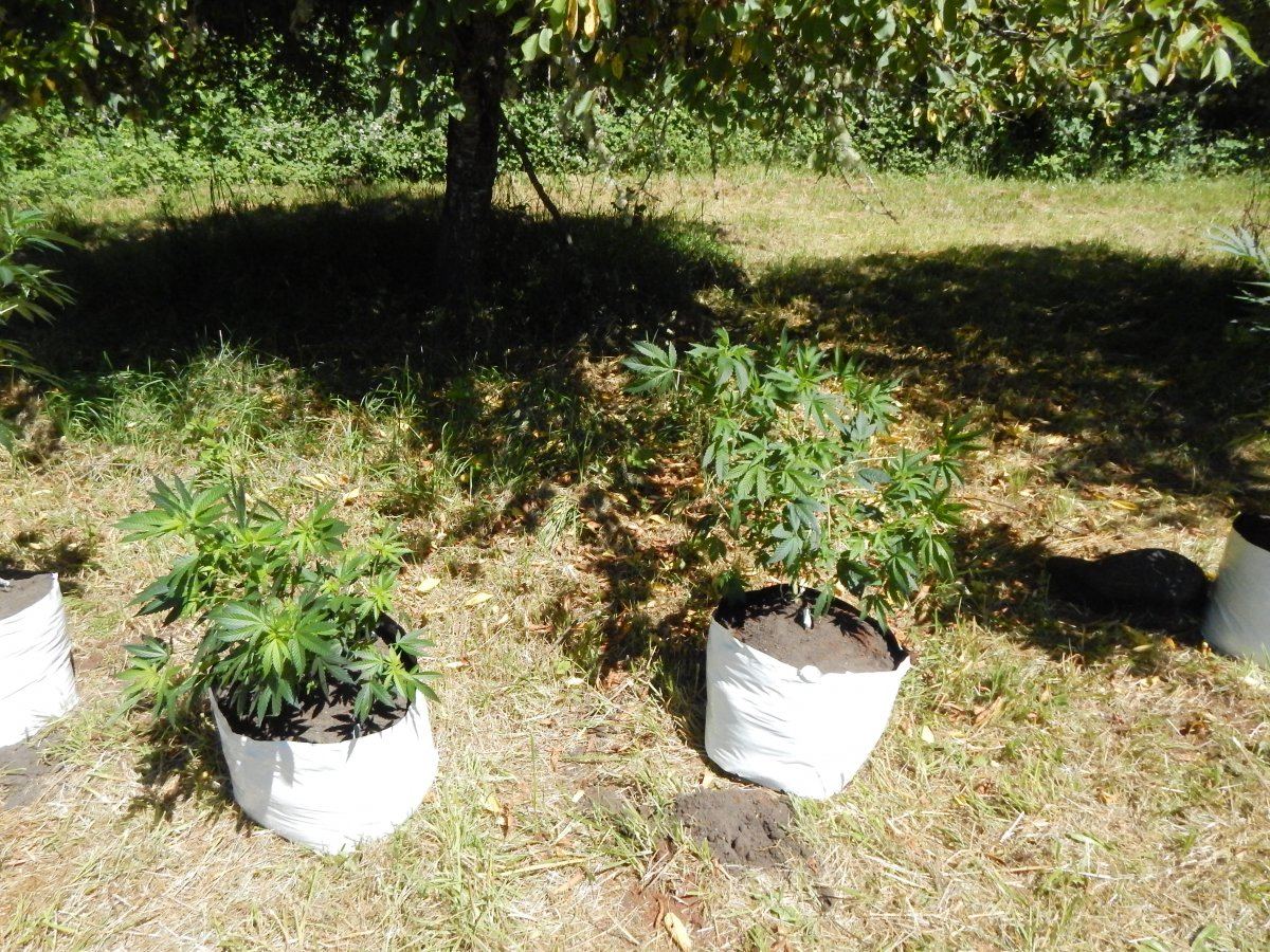 Transplanted 003