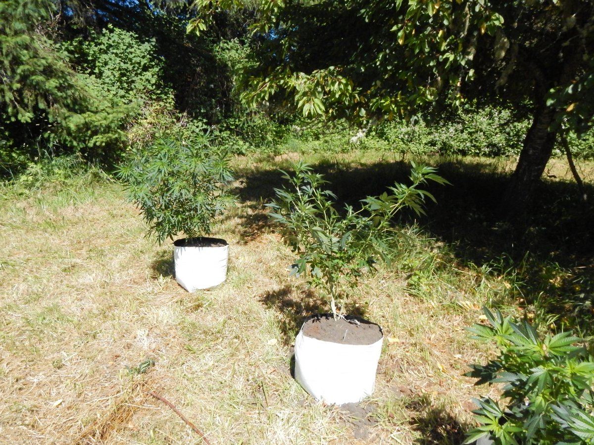Transplanted 004