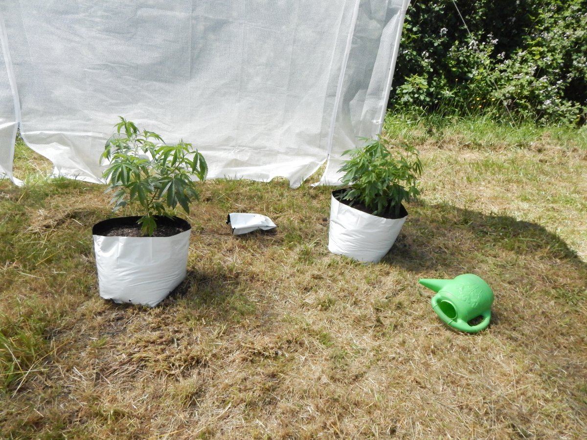Transplanted 005