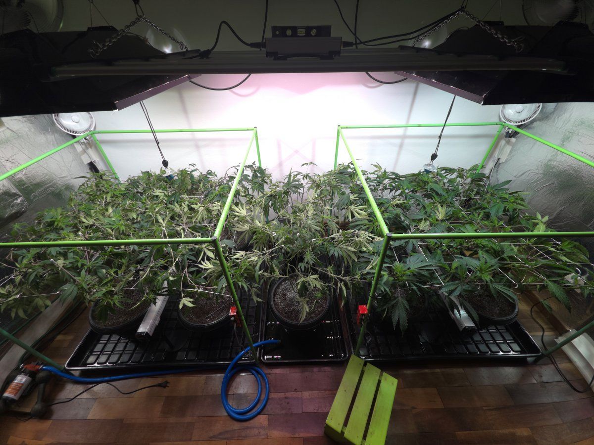 Transplanted 1