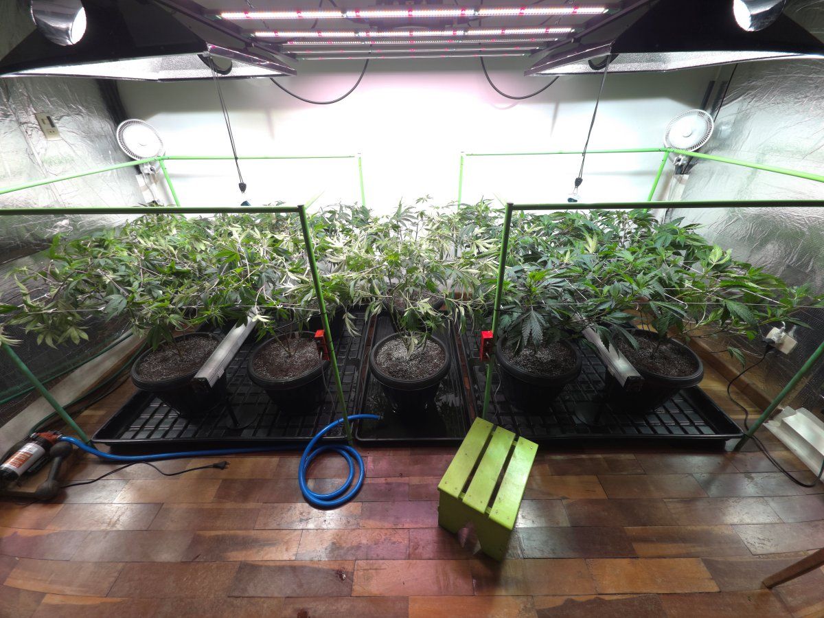 Transplanted 2