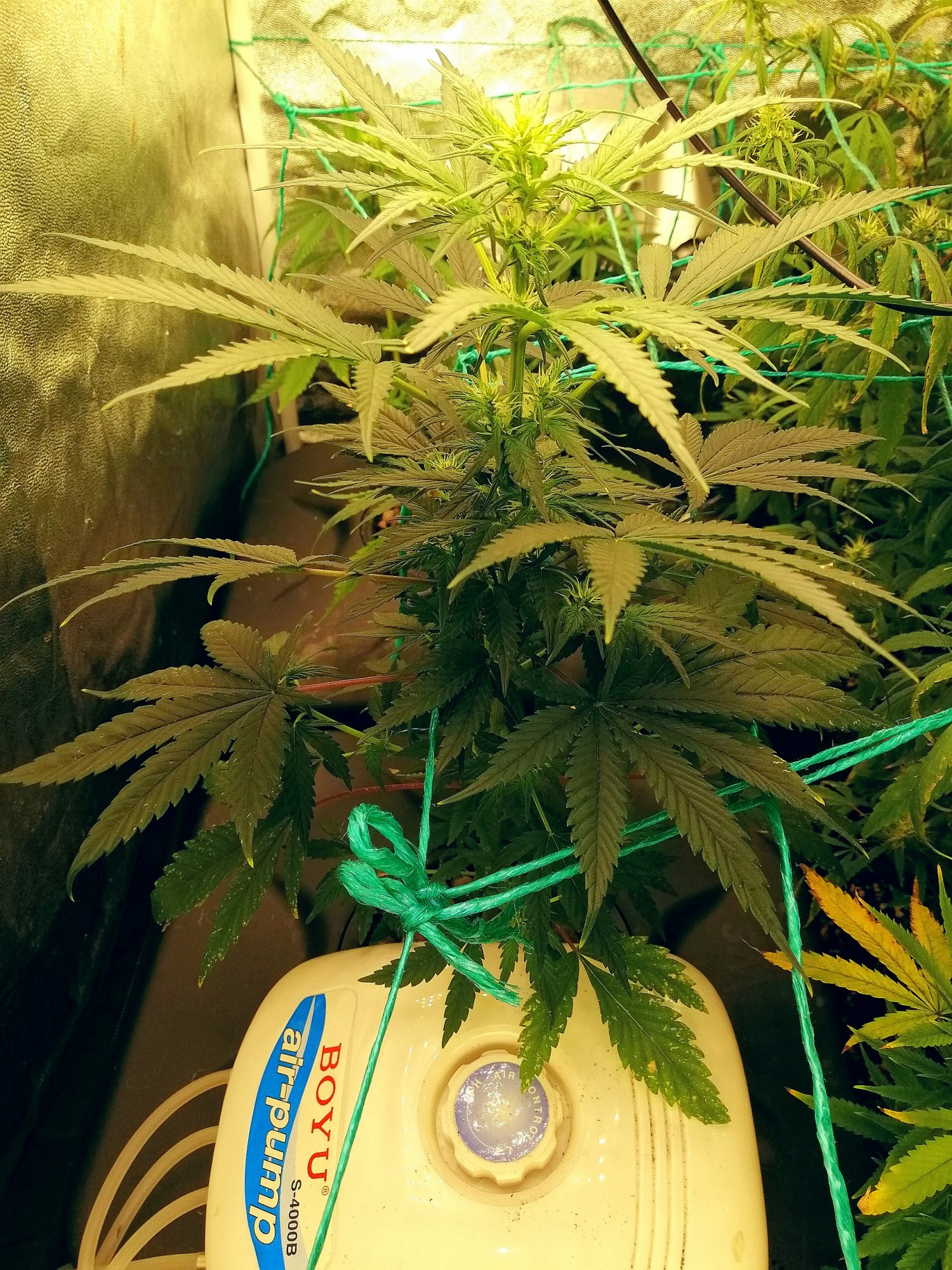 Transplanted from soil to hydroponic 2