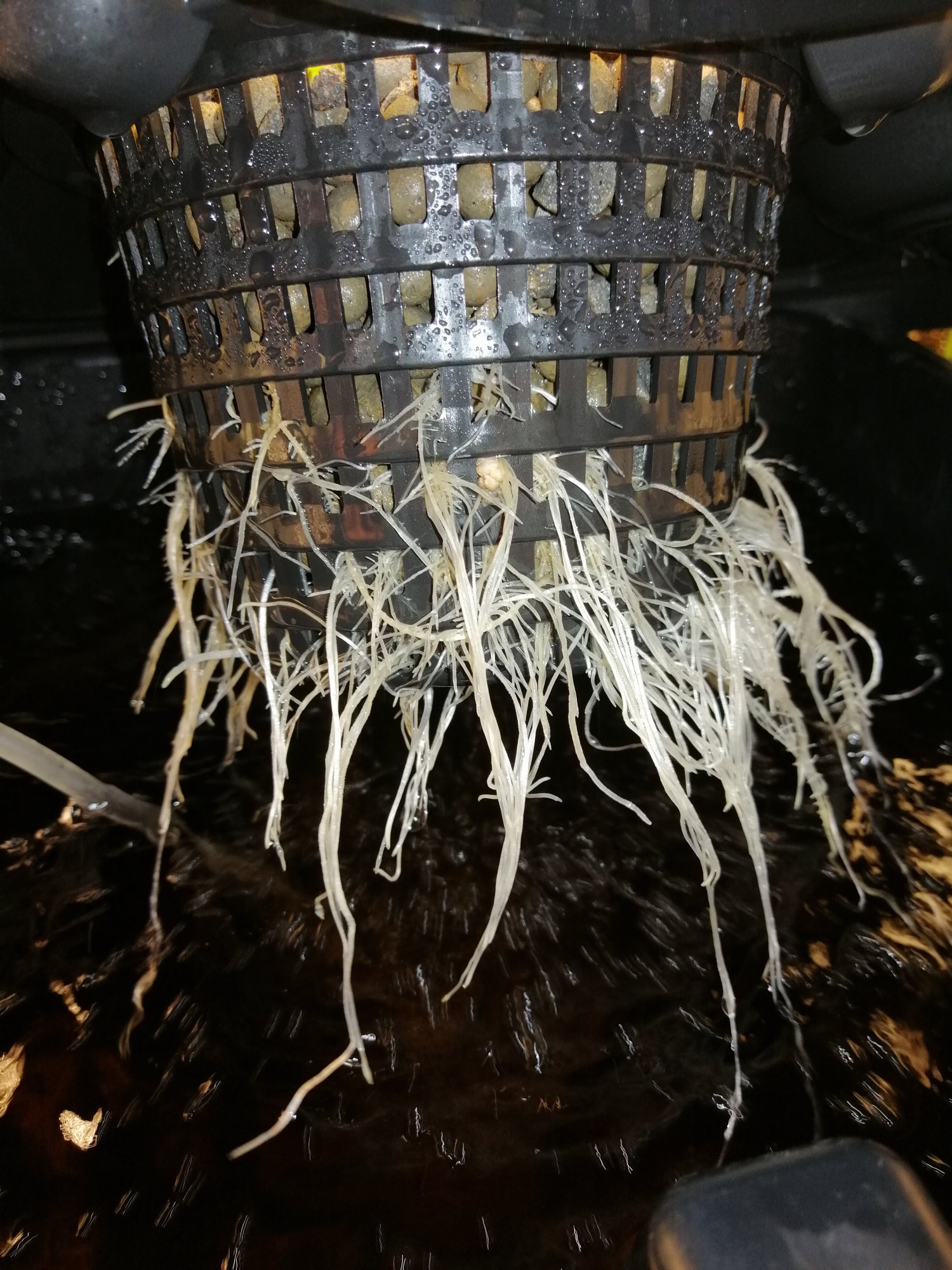 Transplanted from soil to hydroponic 3