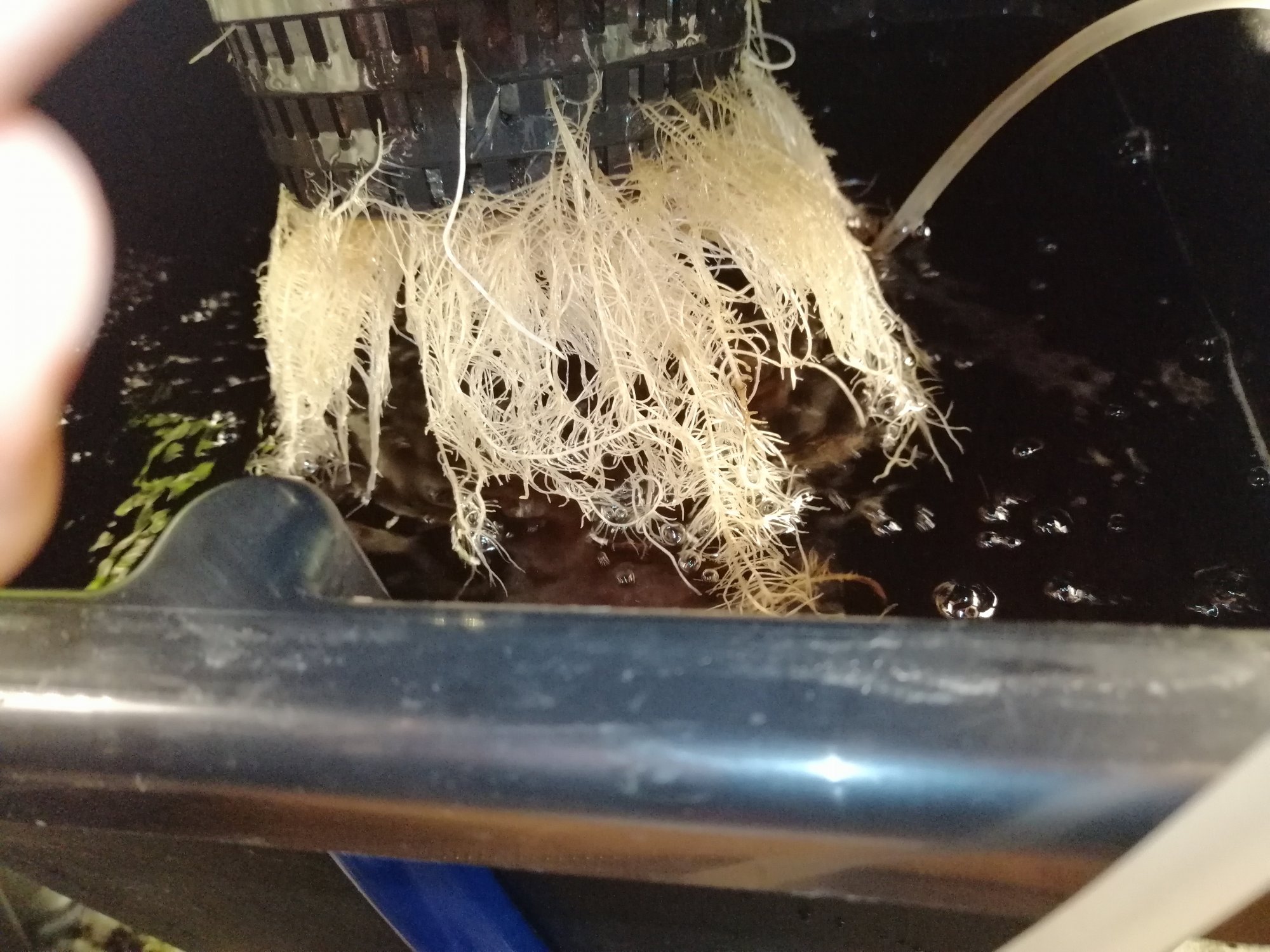 Transplanted from soil to hydroponic 4
