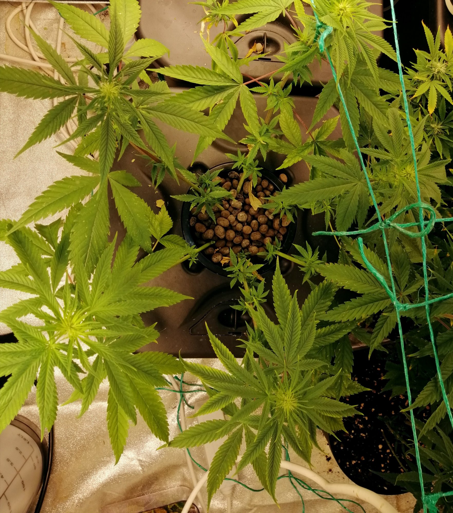 Transplanted from soil to hydroponic