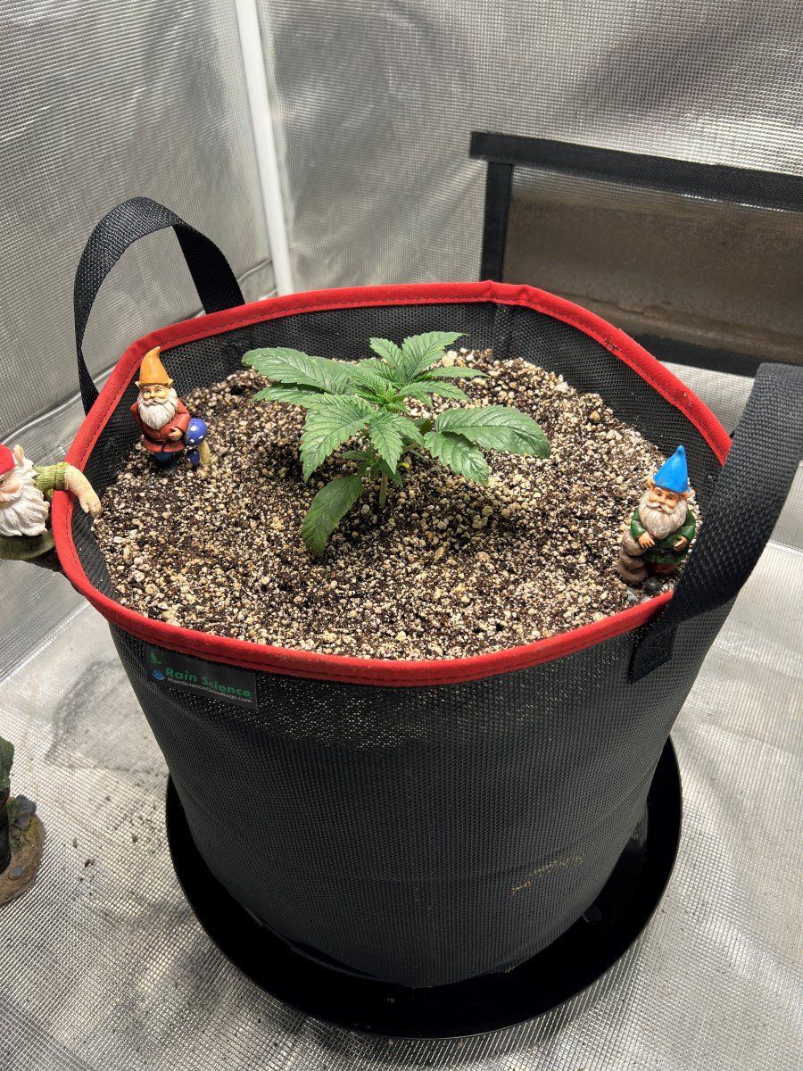 Transplanted