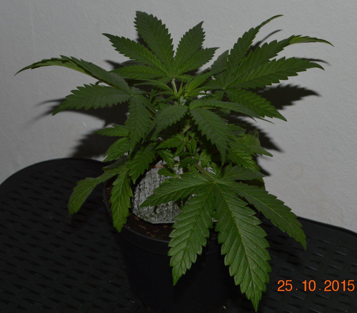 Transplanted