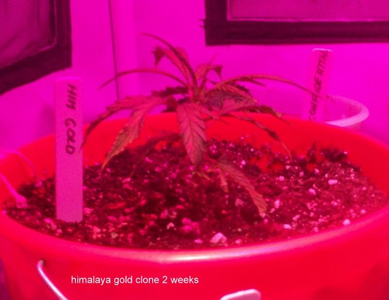 Transplanted part one 007