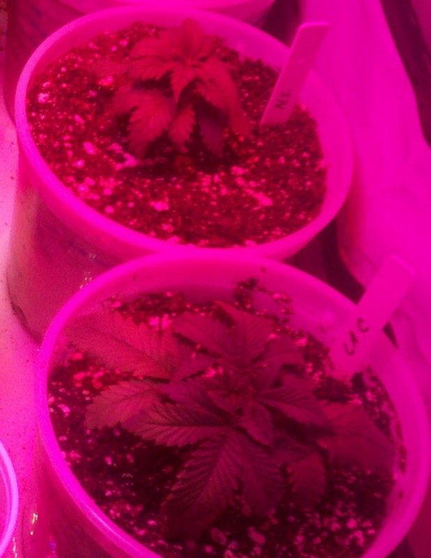 Transplanted part one 009