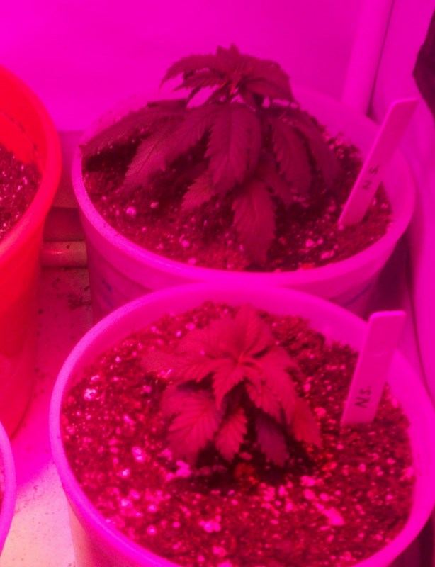 Transplanted part one 012