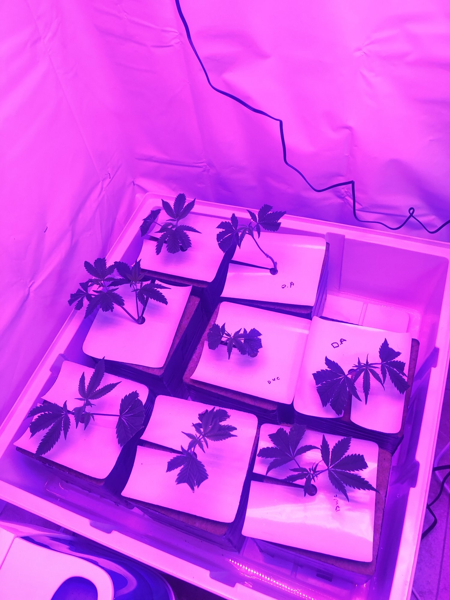 Transplanted the clones  heres an updated picture 3