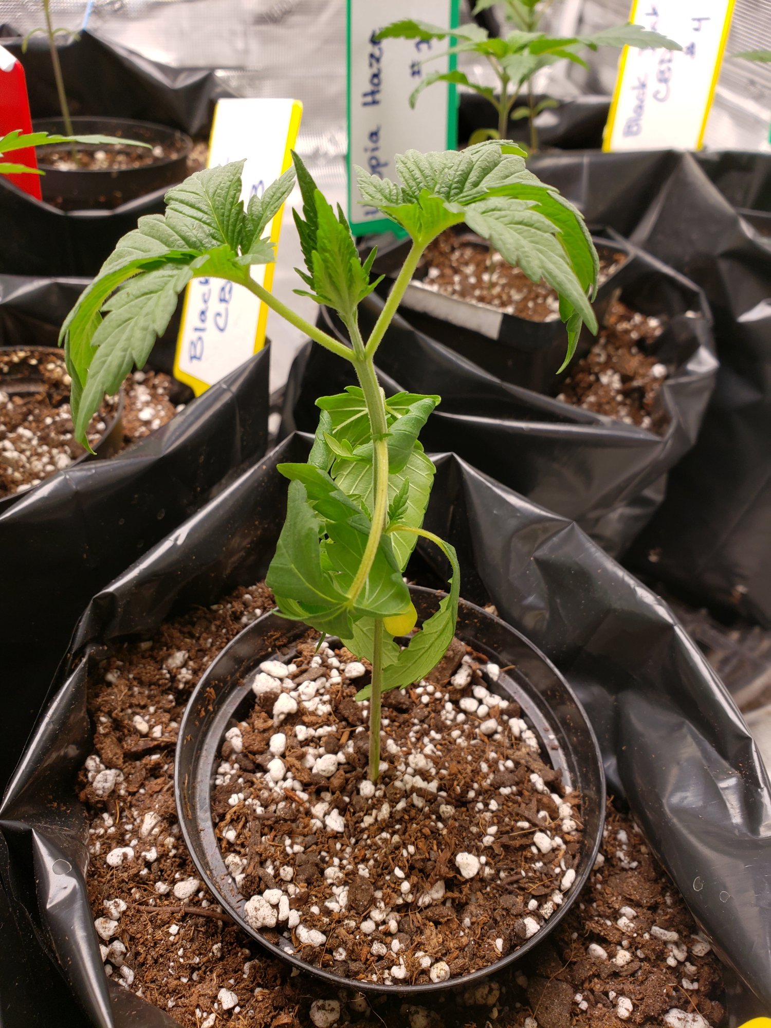 Transplanting seedlings problem and one stressed seedling 2