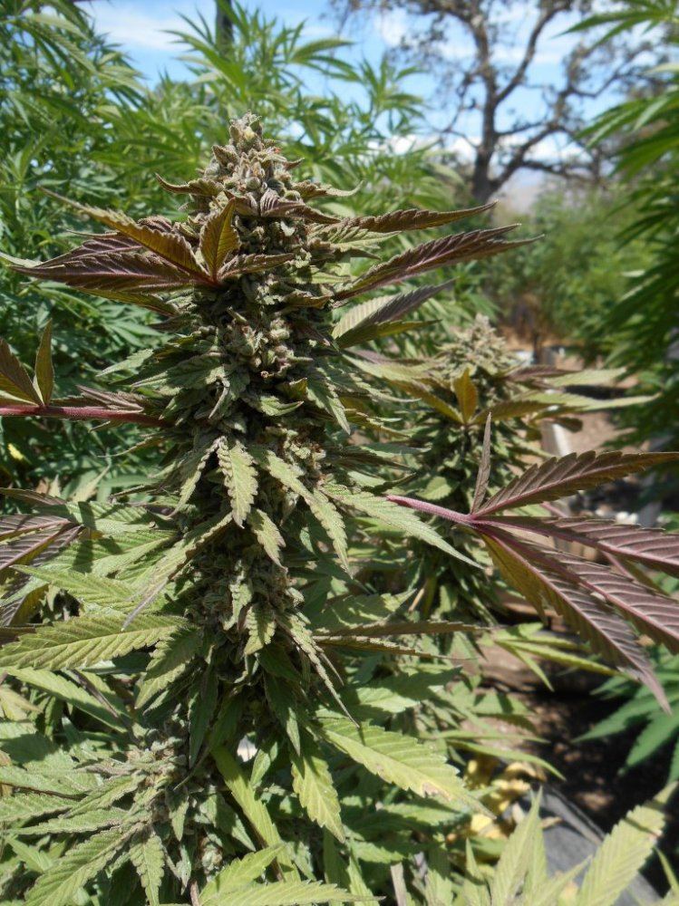 Trashcantrainwreck47days