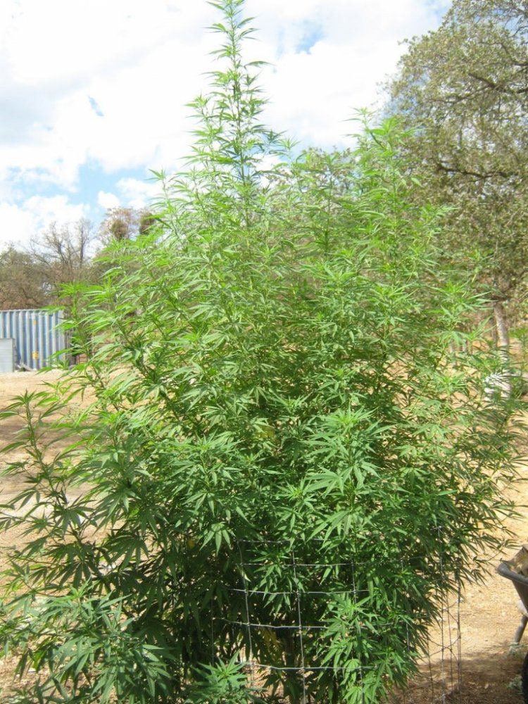 Trashplant8 31
