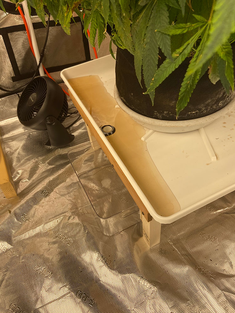 TRAY
