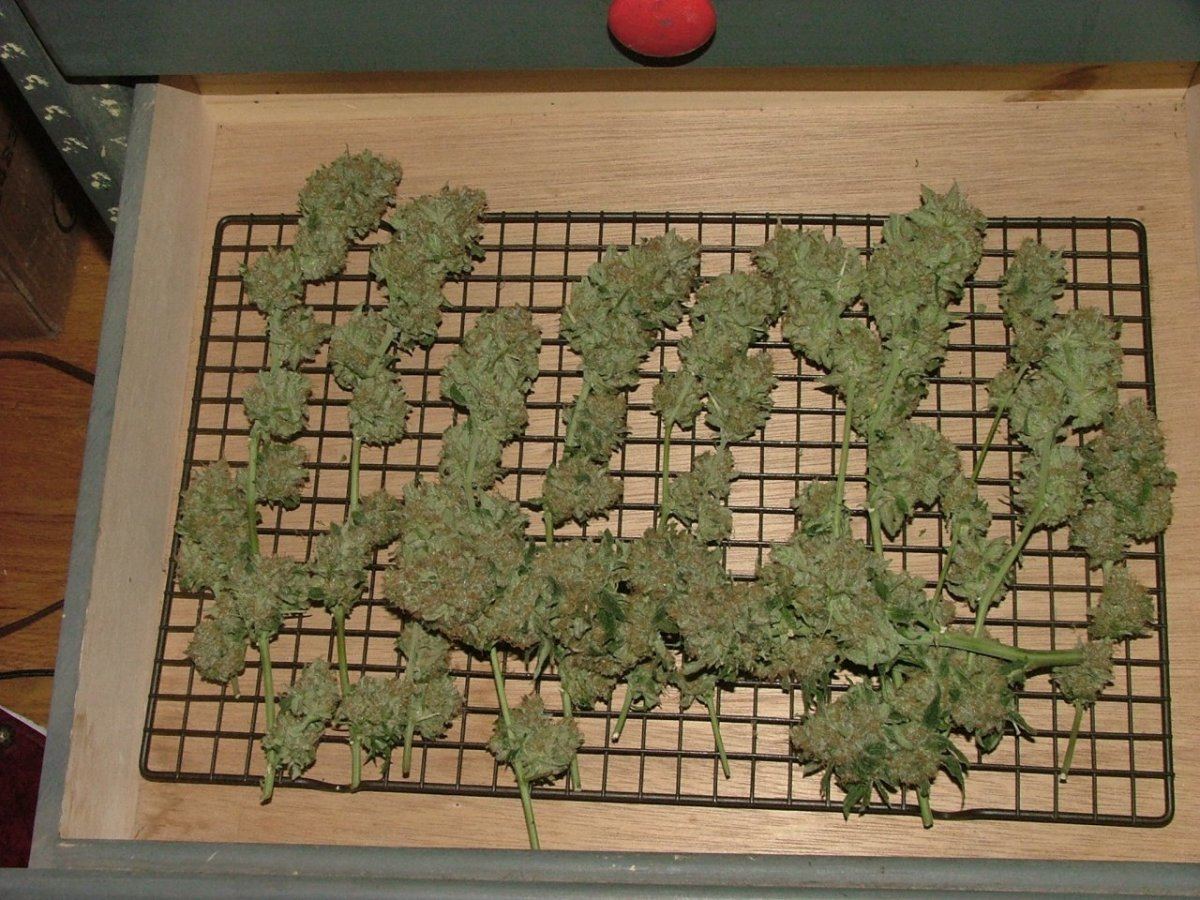 Tray