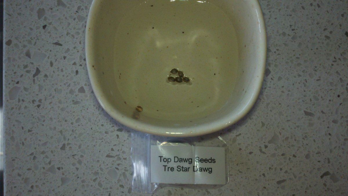 Tre star dawg