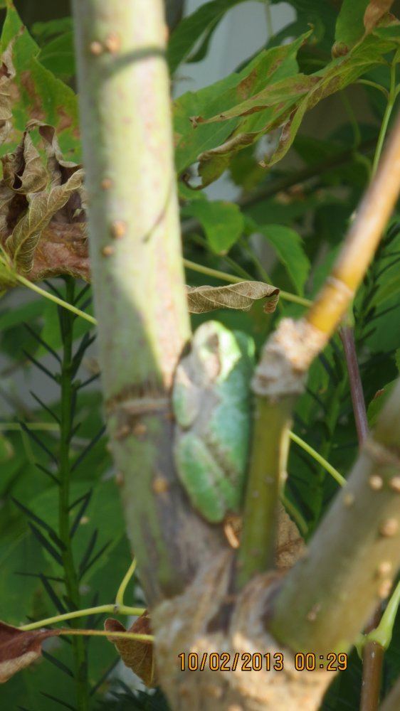 Tree frog 001