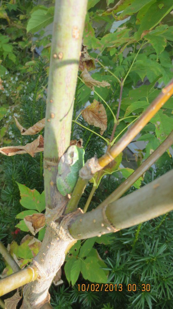 Tree frog 004