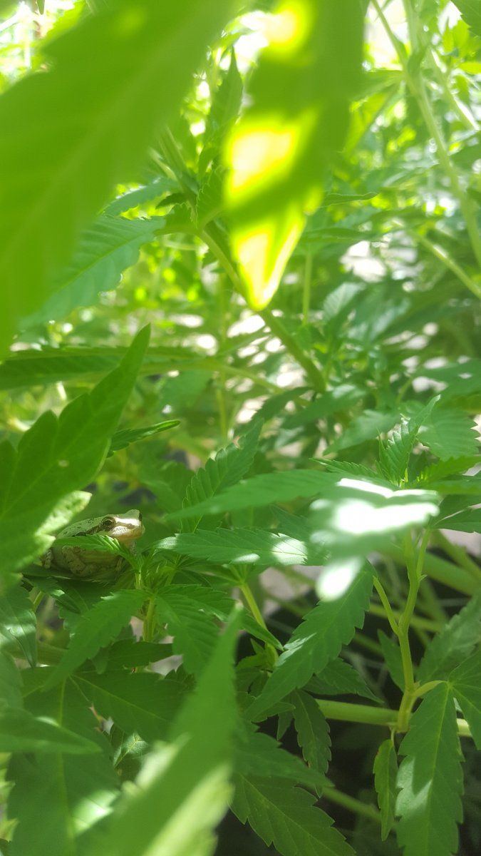 Tree frog on plants