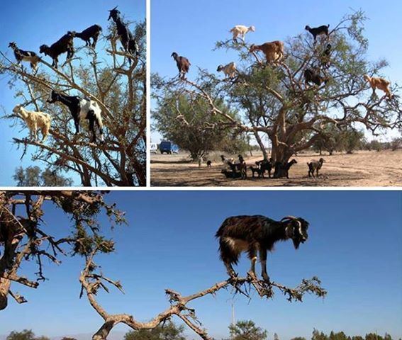 Tree goats