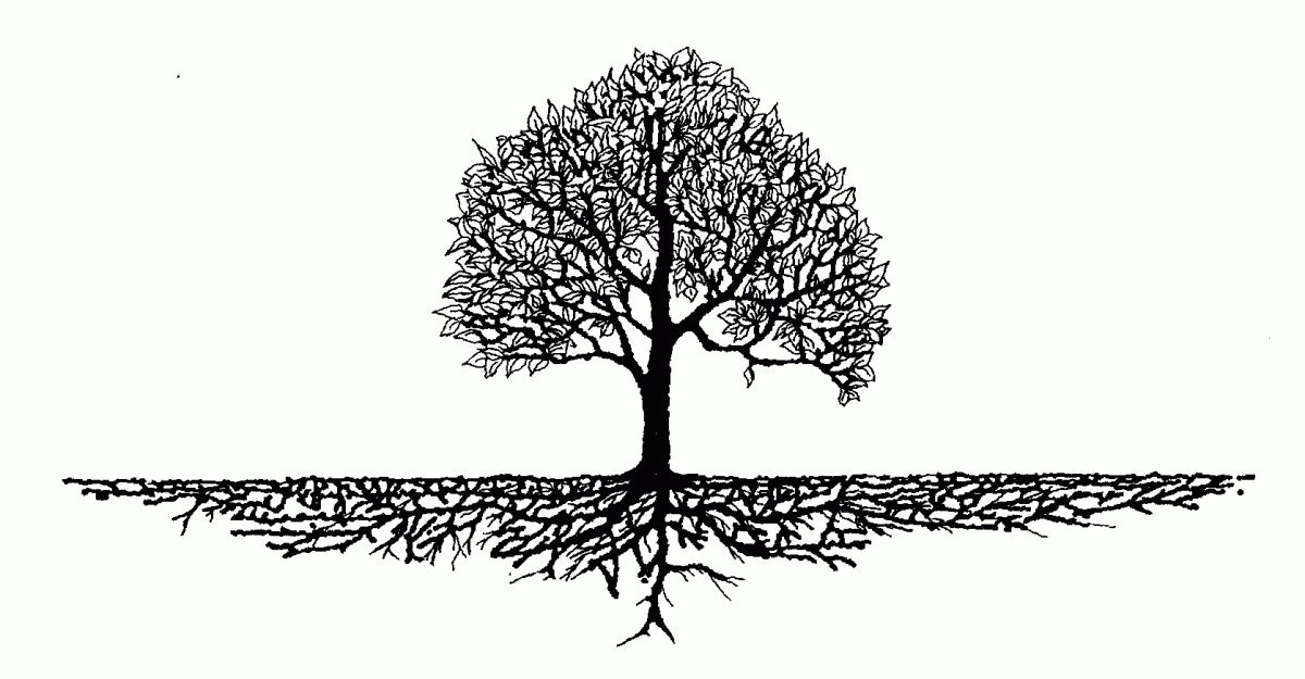 Tree roots
