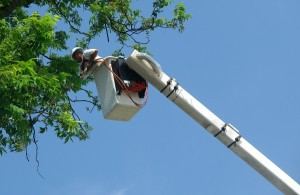 Tree Trimming From Bucket 300x195