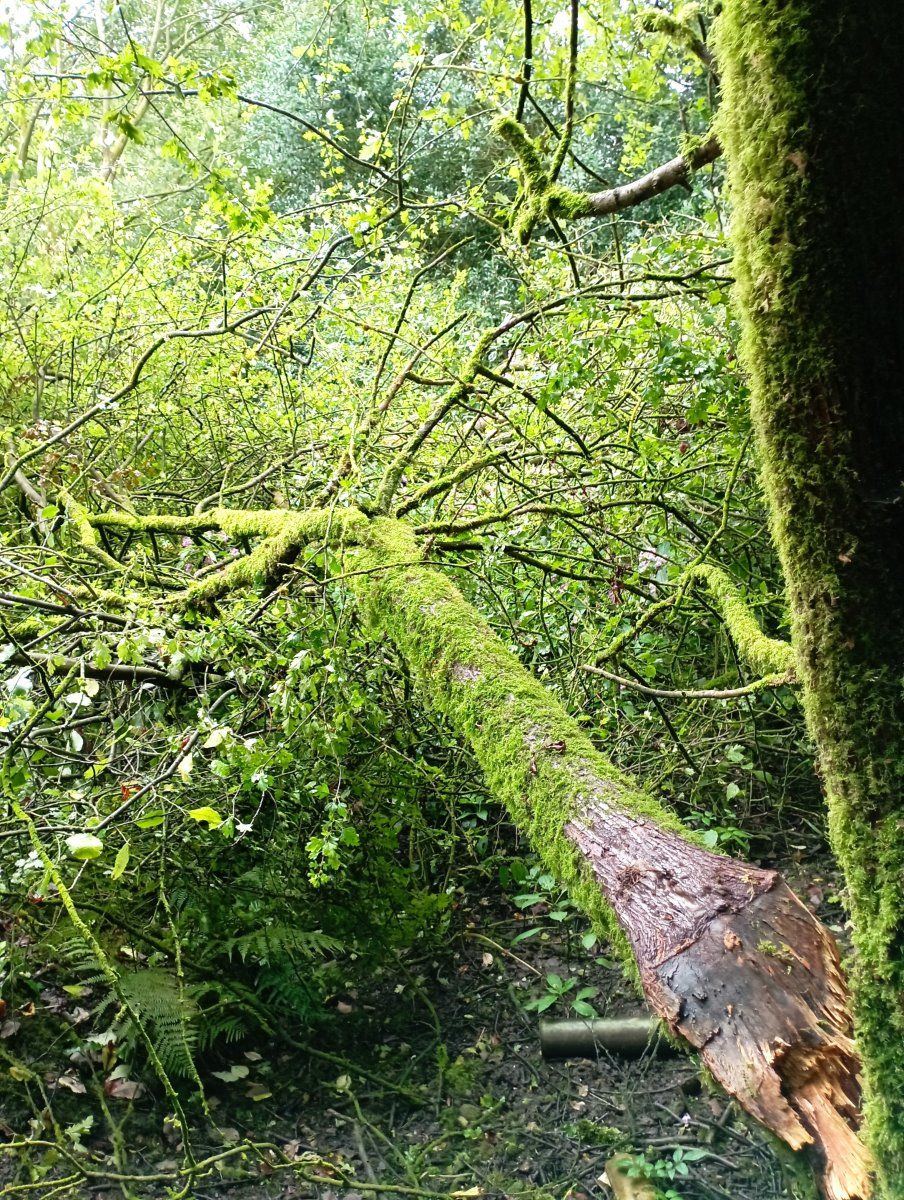 Treebrake