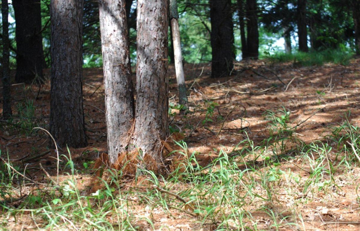 Treees