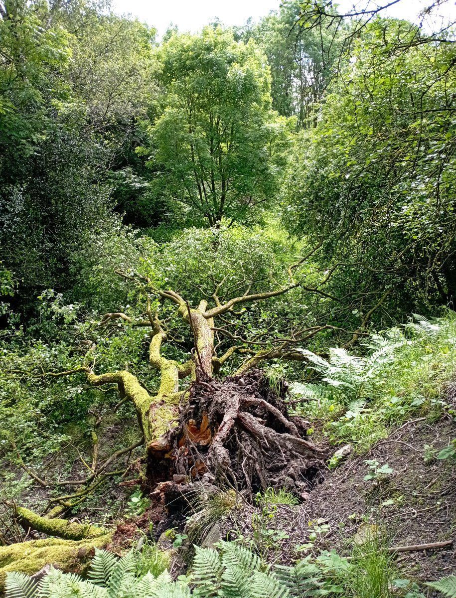 Treefall