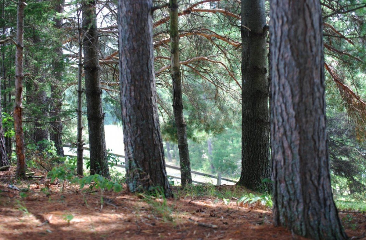 Trees 2
