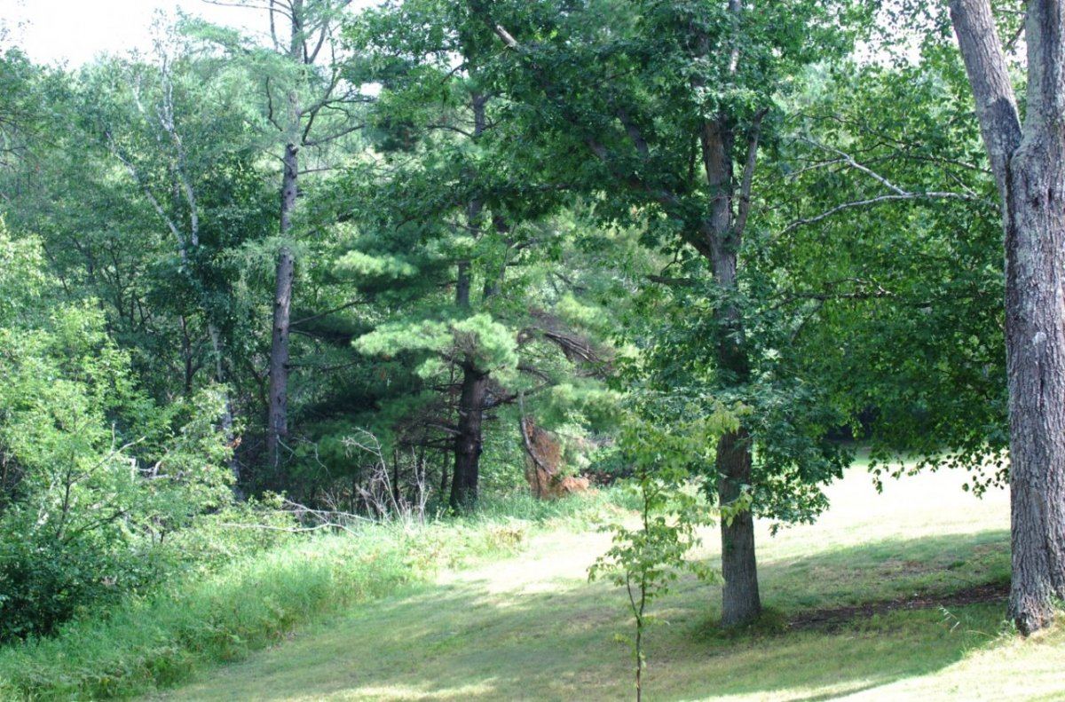 Trees 4