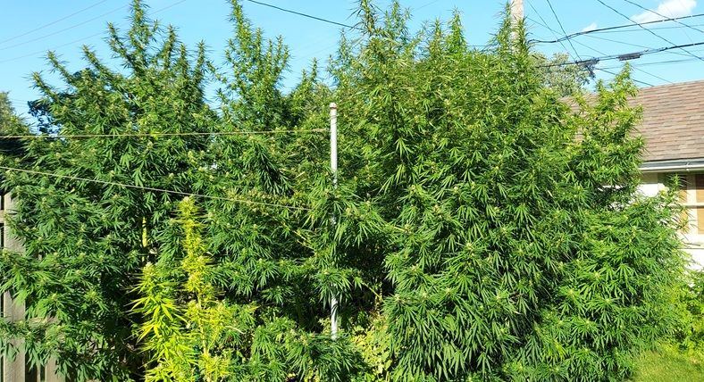 Trees