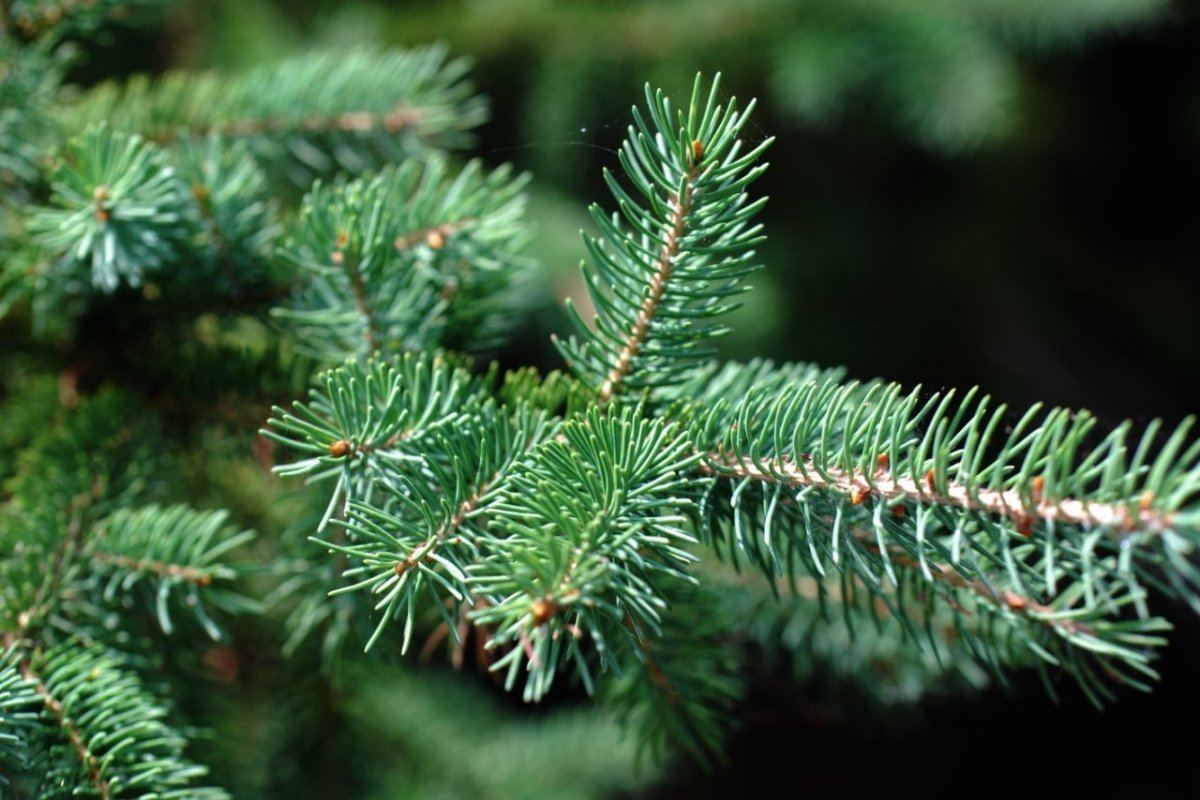 Trees