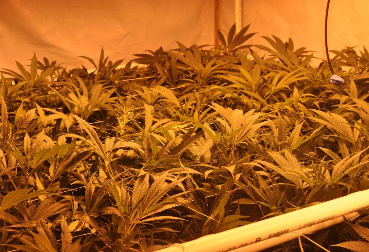 Trellis 5